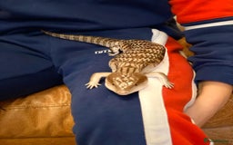 Skink reptiles for sale: Northern Blue Tongue Skink - Image 3