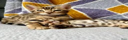 Bengal cats for sale: *READY NOW* Bengal Kittens - Advert 1