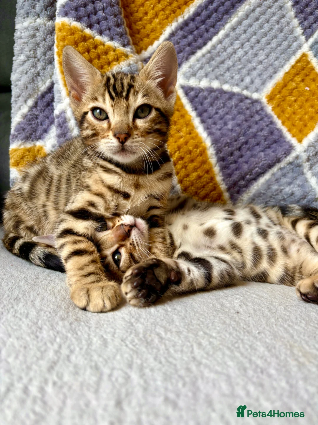 Bengal cats for sale: *READY NOW* Bengal Kittens - Advert 1