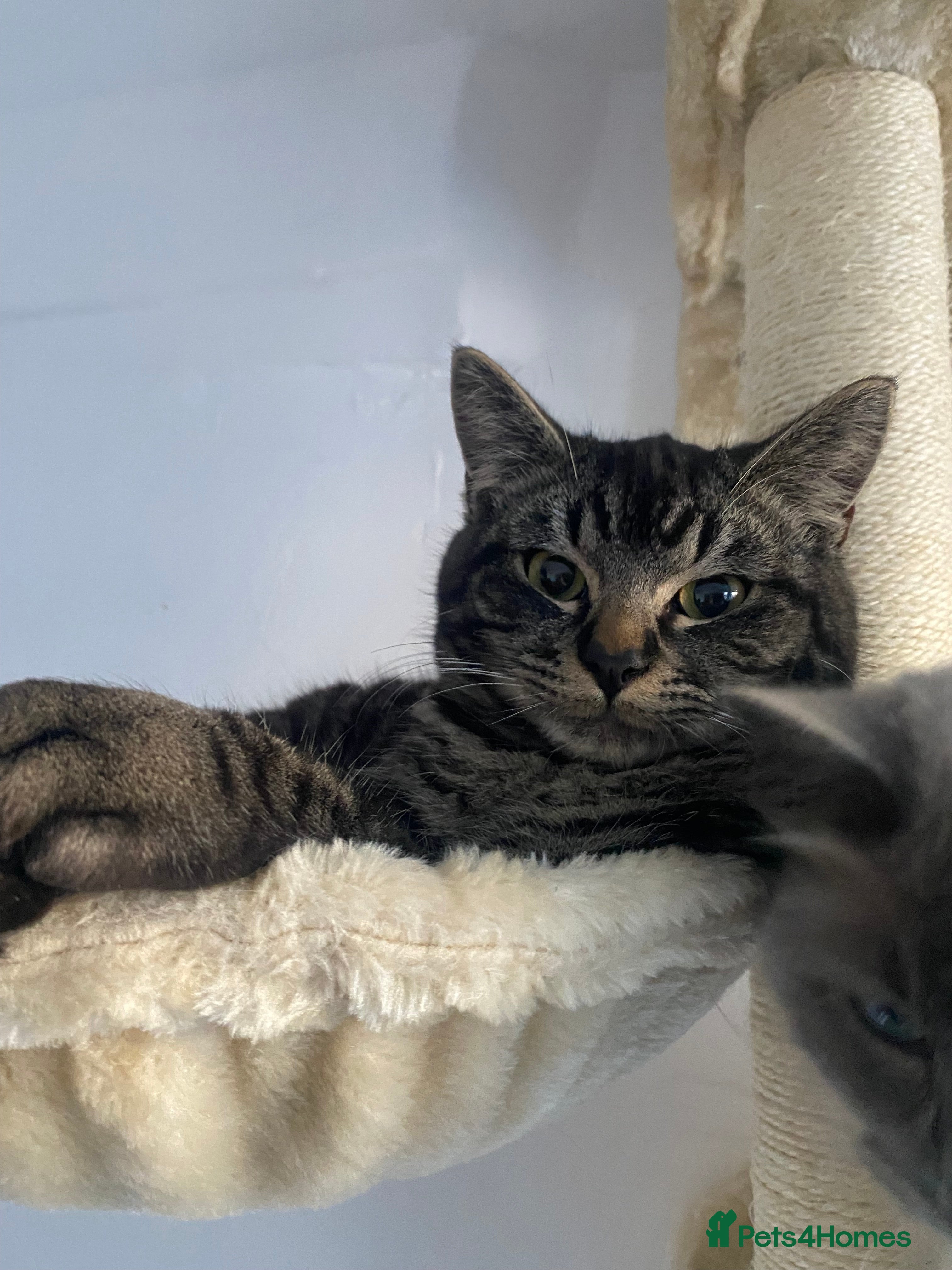 Ragdoll cats This ragdoll mix is ready ragdoll characteristics - Advert 3