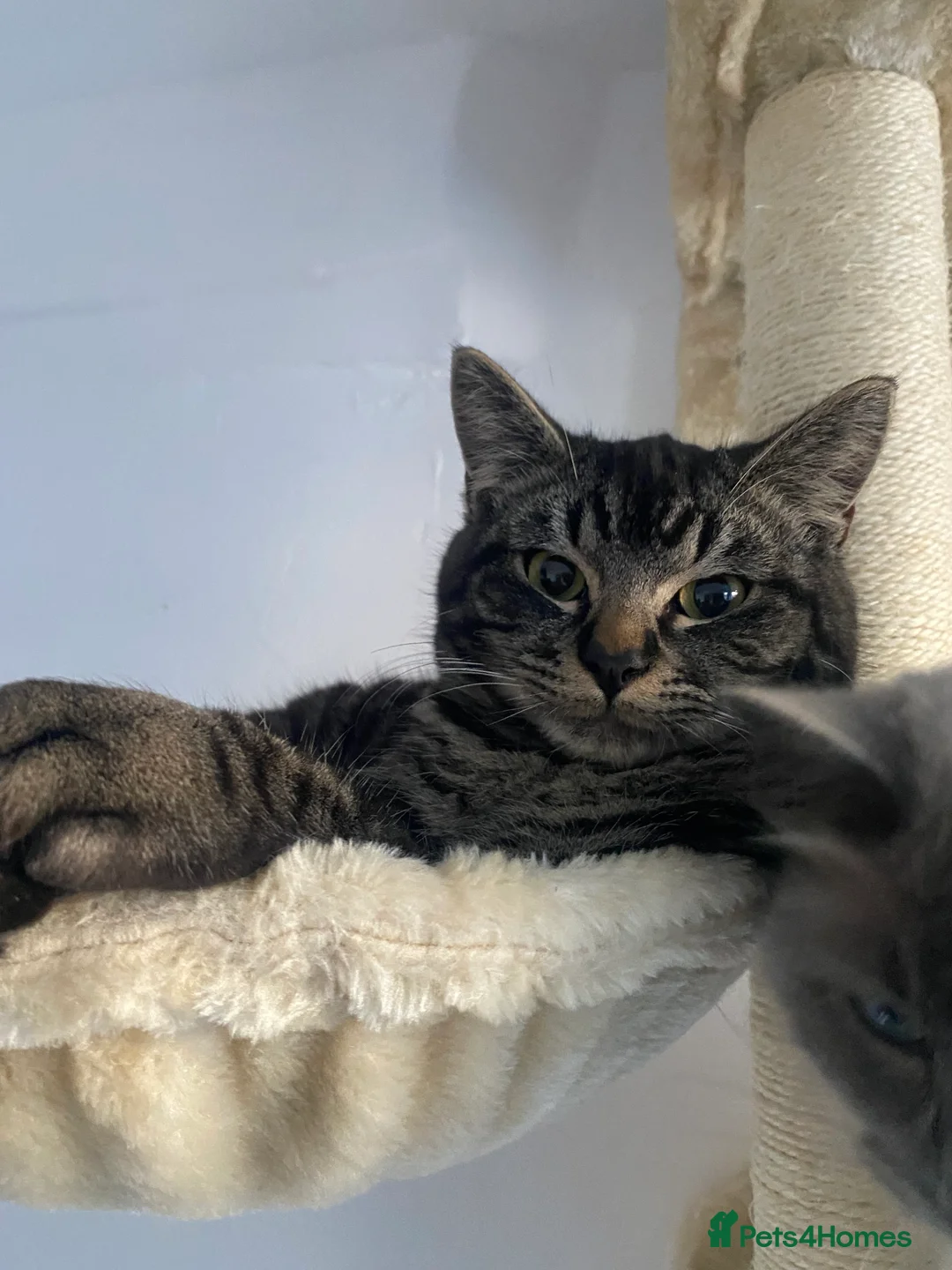 Ragdoll cats for sale: This ragdoll mix is ready ragdoll characteristics - Advert 1