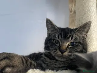 Ragdoll cats This ragdoll mix is ready ragdoll characteristics - Advert 3