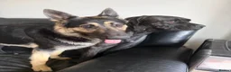 German Shepherd dogs for sale: Young German shepherd male  - Advert 5