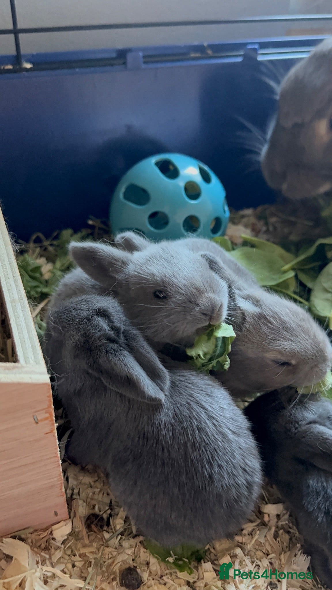 Mixed Breed rabbits Baby Rex French lop grey rabbits - Advert 1