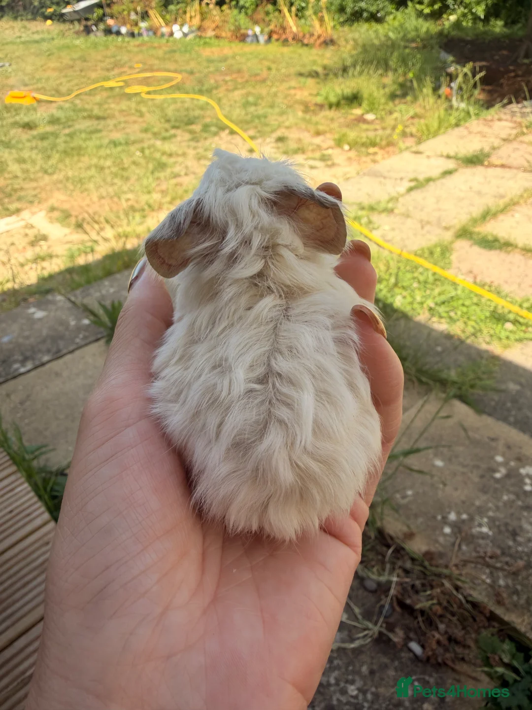 Guinea Pig rodents for sale: Baby guinea pigs  - Advert 23