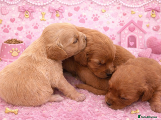 Golden Retriever dogs KC Dark Golden Retrievers 🧬 Health Tested Parents - Advert 10