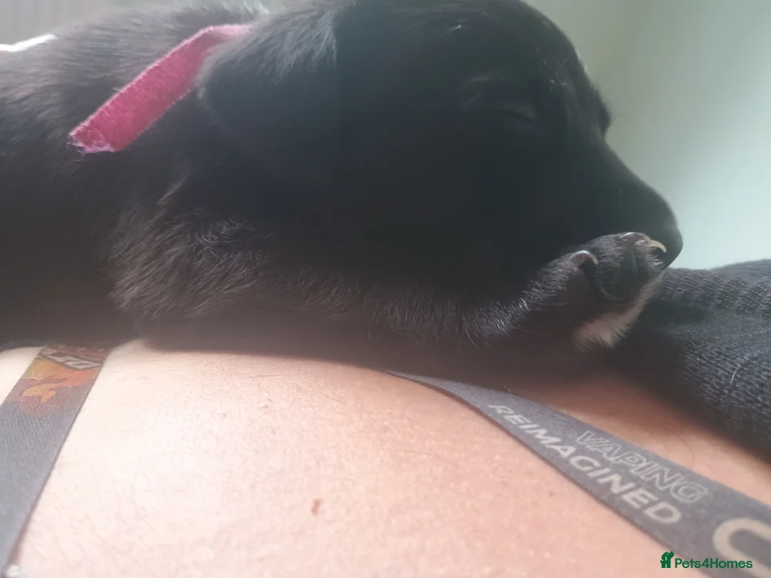 Mixed Breed dogs for sale: Beautiful patterdale X collie puppies  in Fordingbridge - Advert 2