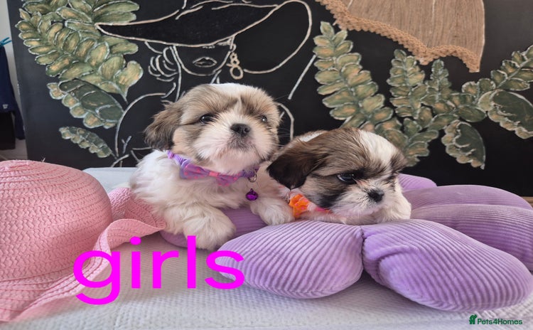 Shih Tzu dogs - Advert 1