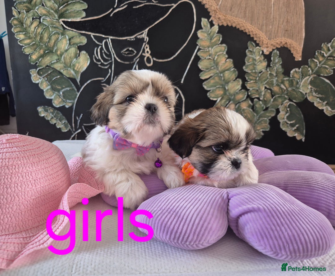 Shih Tzu dogs for sale: Cute Shih-Tzu puppies😍😍😍 - Image 1