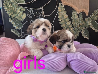 Shih Tzu dogs - Advert 17