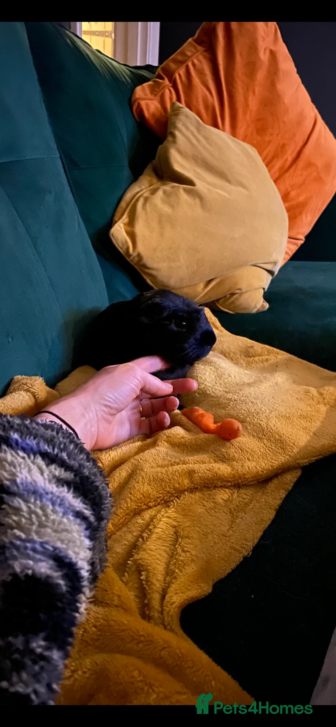 Guinea Pig rodents for sale: Friendly trio of Guinea pig boars :)  - Advert 4