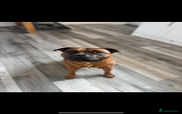 Staffordshire Bull Terrier dogs for sale: Red KC Reg Staffordshire Bull Terrier✨ - Image 9