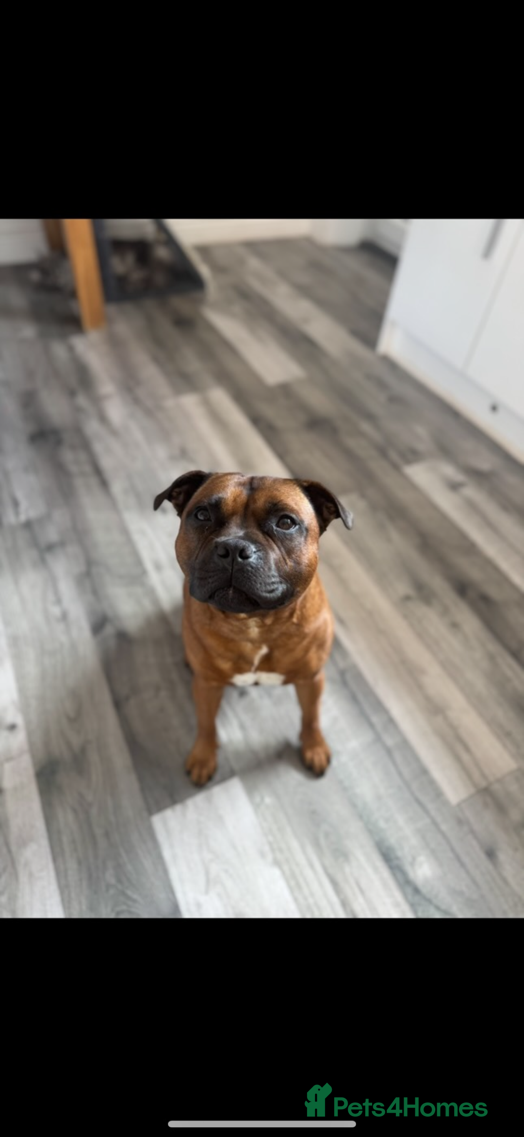 Staffordshire Bull Terrier dogs for sale: Red KC Reg Staffordshire Bull Terrier✨ - Image 9