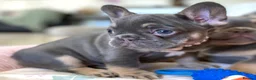 French Bulldog dogs for sale: 2 LEFT!! TOP QUALITY FRENCH BULLDOG PUPPIES - Advert 2
