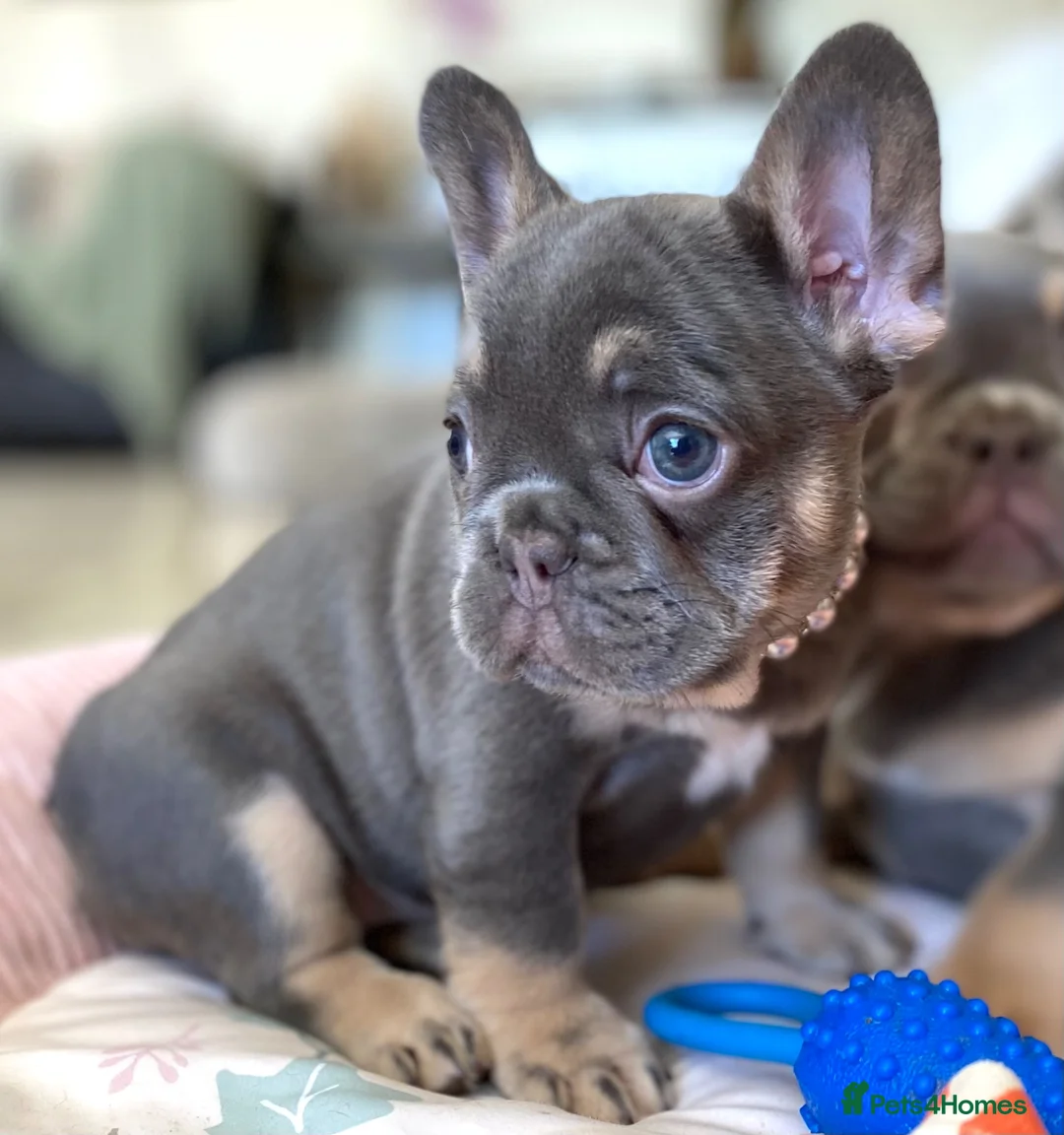 French Bulldog dogs for sale: 2 LEFT!! TOP QUALITY FRENCH BULLDOG PUPPIES - Advert 2