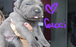 Cane Corso dogs for sale: Cane corso pups  - Image 12