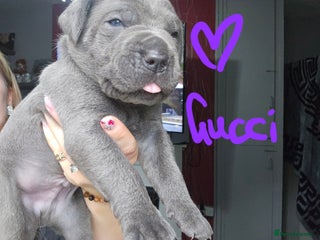 Cane Corso Puppy 1