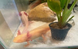 Axolotl reptiles for sale: Aquarium set up and pump  - Image 4