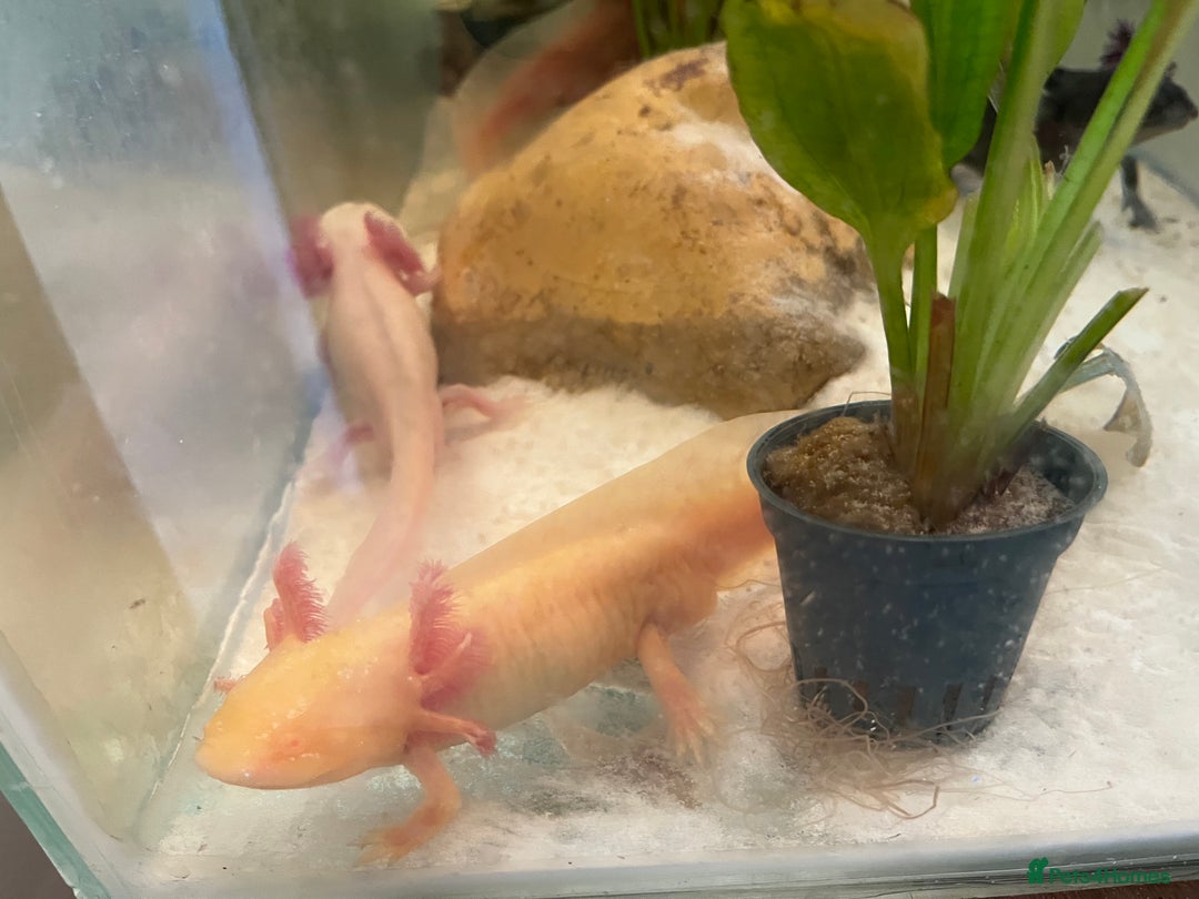 Axolotl reptiles for sale: Aquarium set up and pump  - Image 4