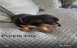 Mixed Breed dogs for sale: 5 Jack Russell x miniature dashound puppies £800 - Image 27