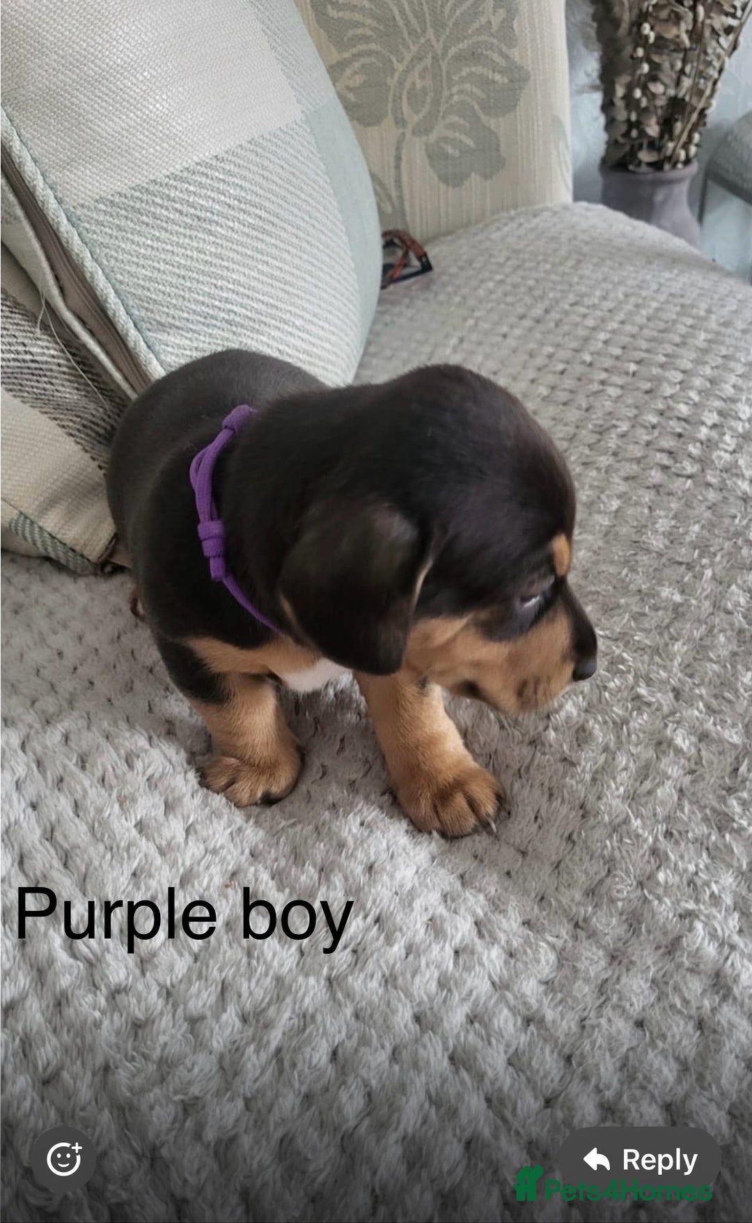 Mixed Breed dogs for sale: 5 Jack Russell x miniature dashound puppies £800 - Image 27