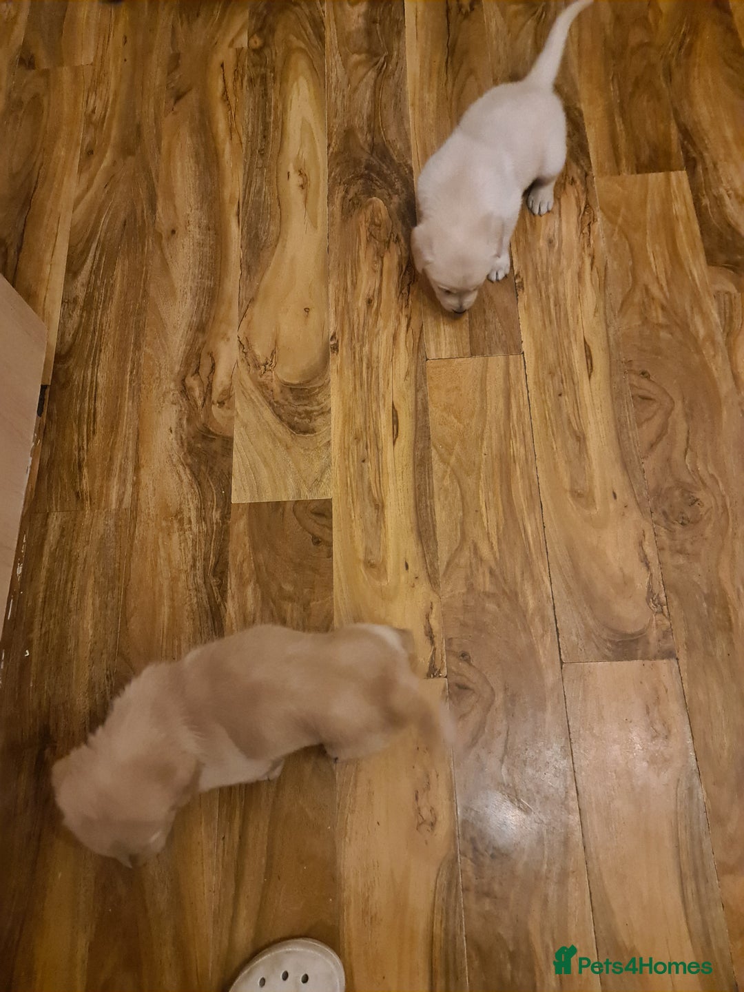 Labrador Retriever dogs for sale: Two beautiful boys - Advert 5
