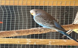 Budgerigars birds for sale: Budgies - Image 1
