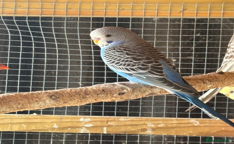 Budgerigars birds - Advert 16