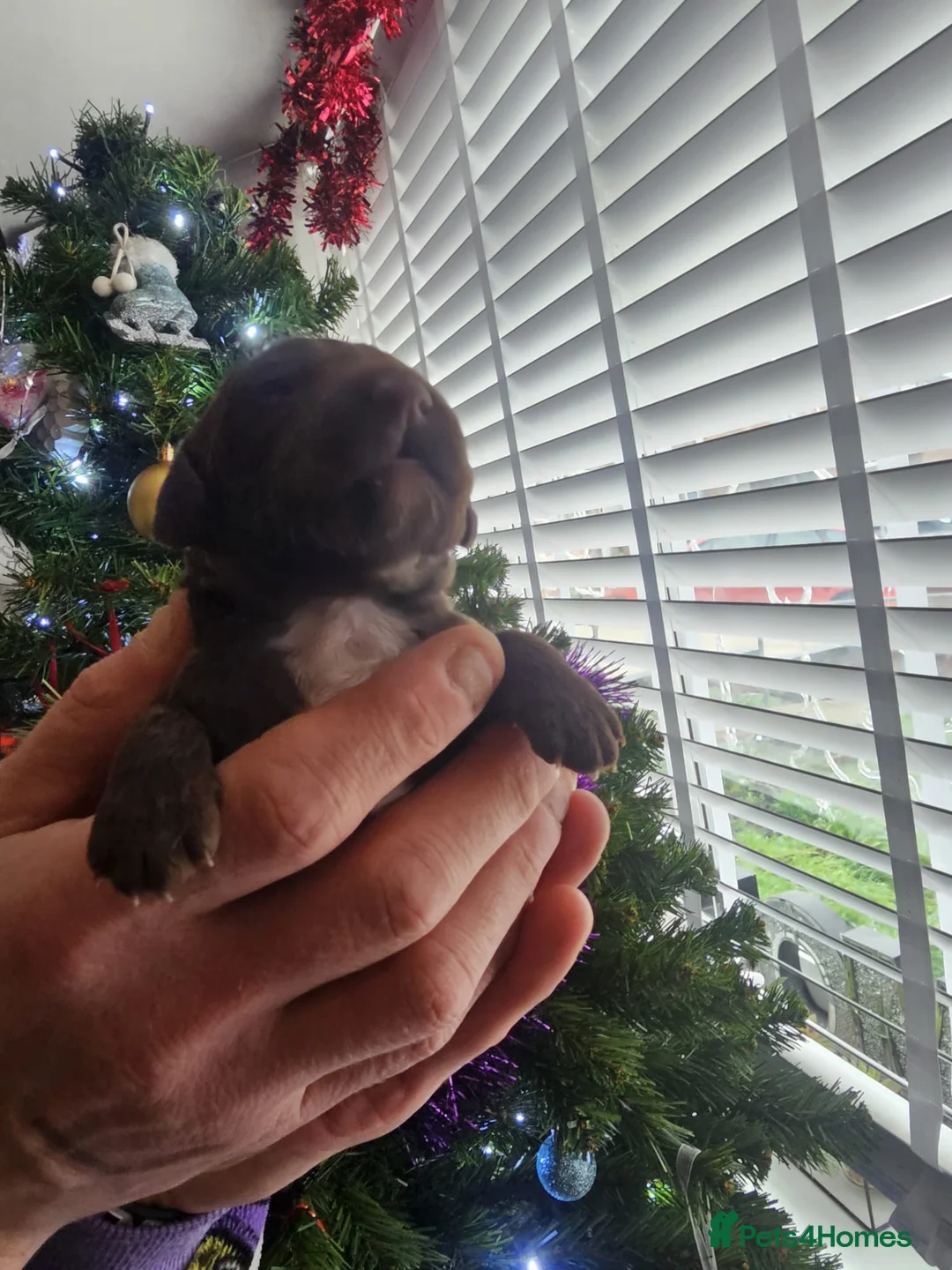 Cockapoo dogs for sale: Adorable cockapoo puppies - Advert 15