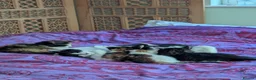 Mixed Breed cats for sale: Unique & beautiful calico kittens  - Advert 4