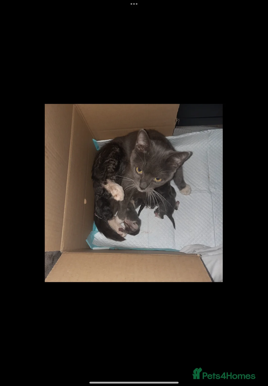 British Shorthair cats for sale: British shorthair kittens  - Advert 3