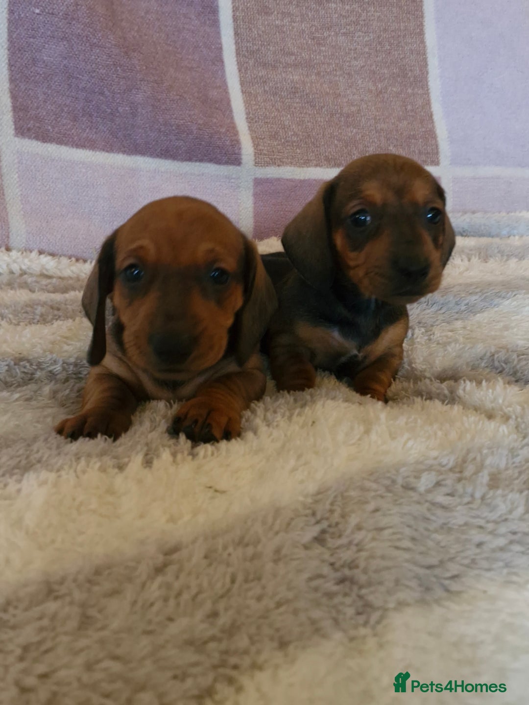 Dachshund dogs for sale: Gorgeous KC standard dachsund pups - Advert 8
