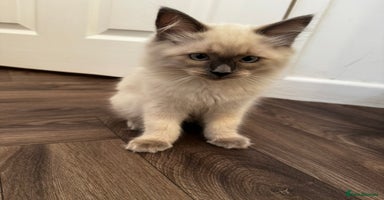 Ragdoll cats - Advert 6