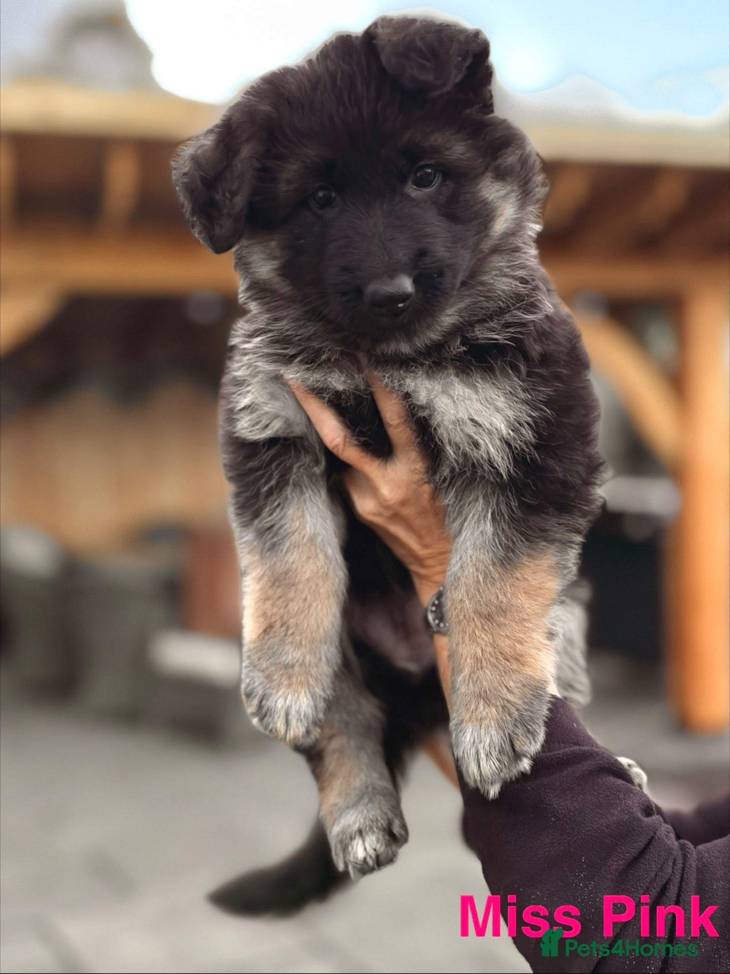 German Shepherd dogs for sale: KC REGISTERED GERMAN SHEPHERDS - Advert 3