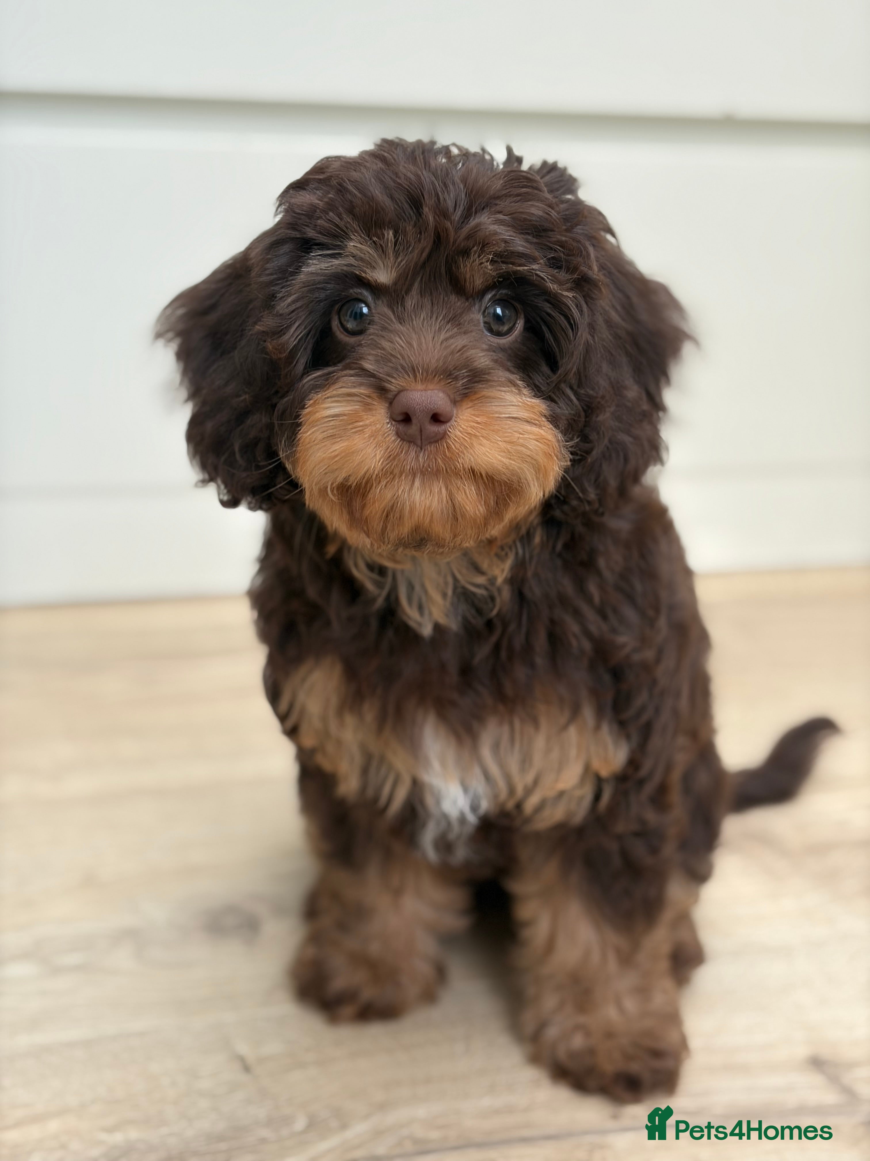 Cavapoo dogs LAST FEMALE - F1 Cavapoo - Parents DNA Tested  - Advert 7