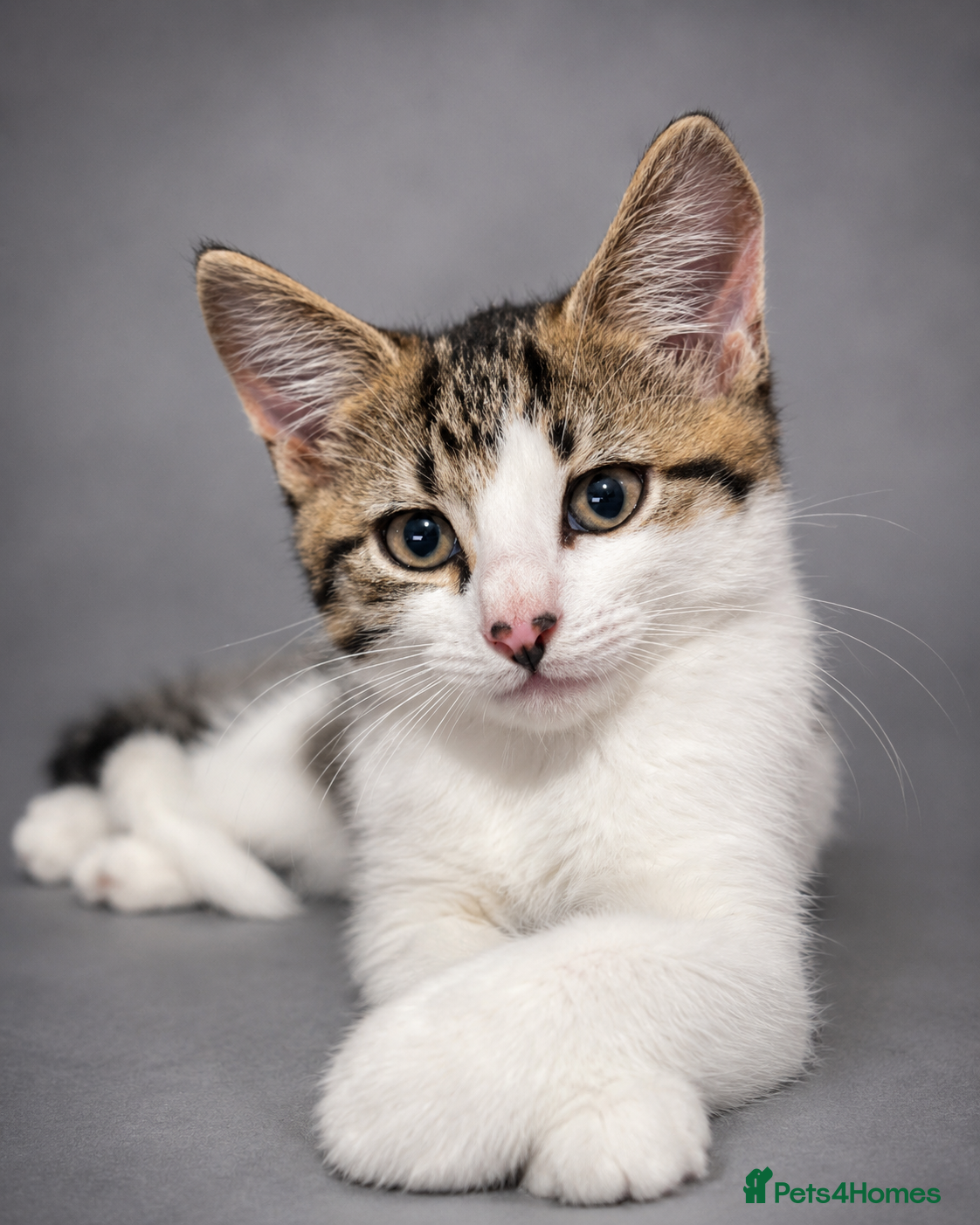 Norwegian Forest Cat cats Norwegian Forrest Cat mix bread  - Advert 2