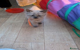 Ragdoll cats for sale: 4 gorgeous ragdoll kittens  - Image 17