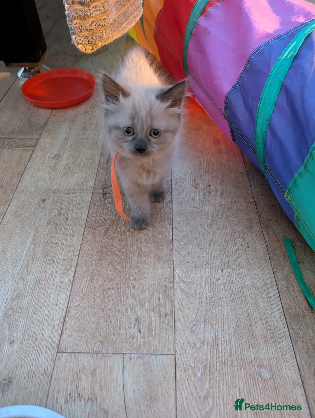 Ragdoll cats for sale: 4 gorgeous ragdoll kittens  - Image 17