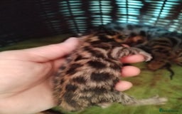Bengal cats for sale: Bengals high guality kittens ready for new home  - Advert 12