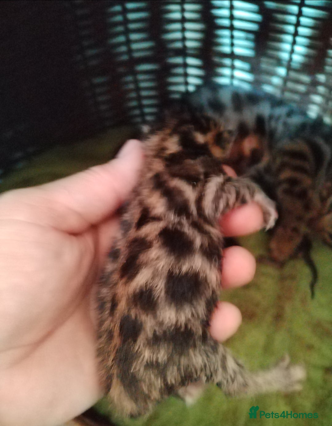 Bengal cats for sale: Bengals high guality kittens ready for new home  - Advert 12