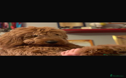 Goldendoodle dogs for sale: Golden doodle puppies ready 12th September  - Image 34