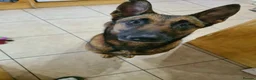 Belgian Shepherd Dog dogs for sale: Belgian Malinois - Advert 4