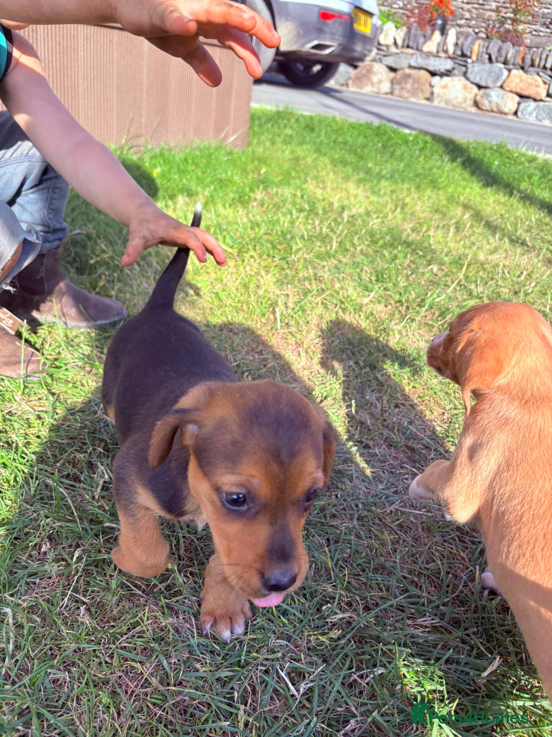 Mixed Breed dogs for sale: Labrador x Beagle  - Image 11