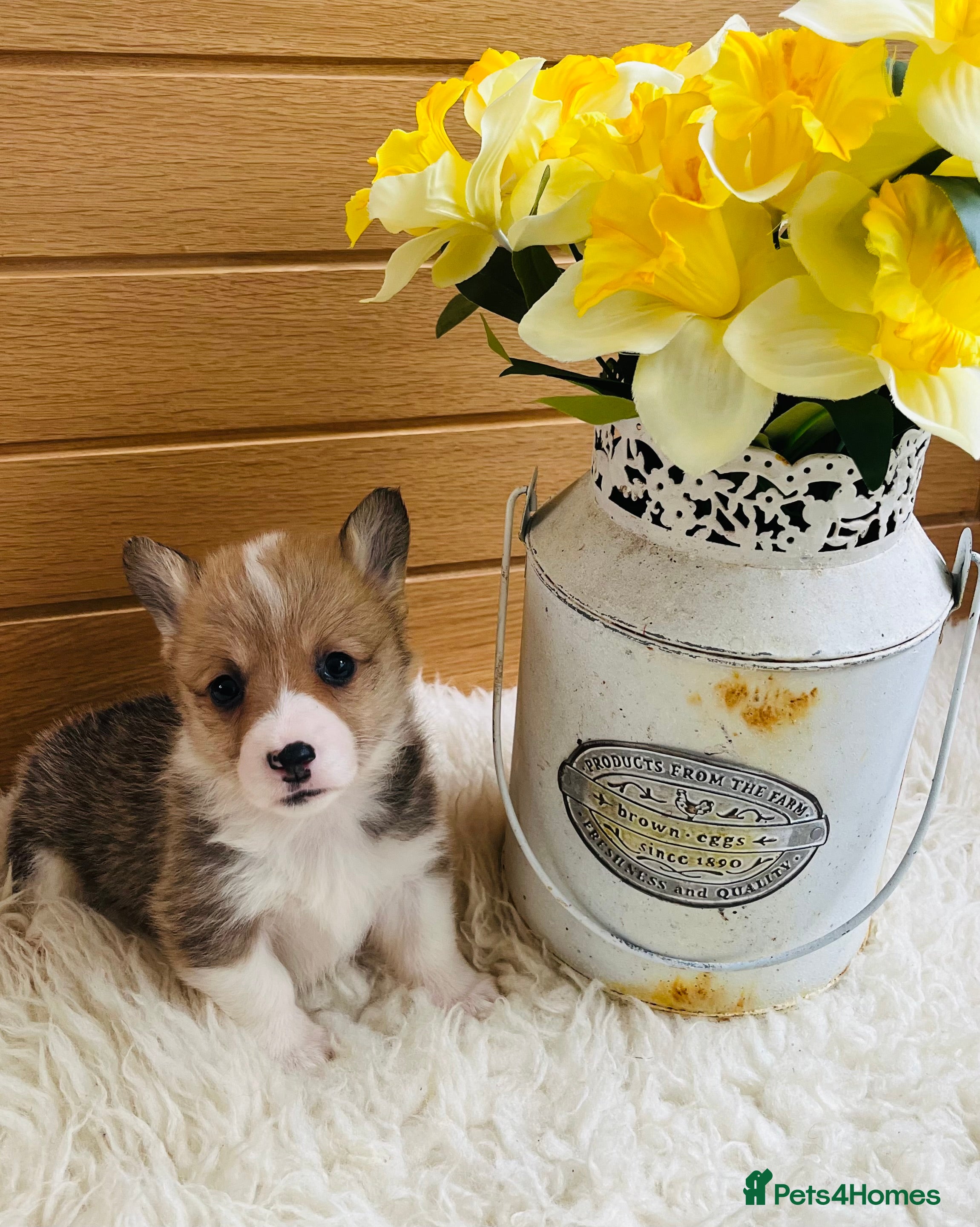Welsh Corgi Pembroke dogs KC reg Welsh Corgi Pembroke puppies - Advert 9