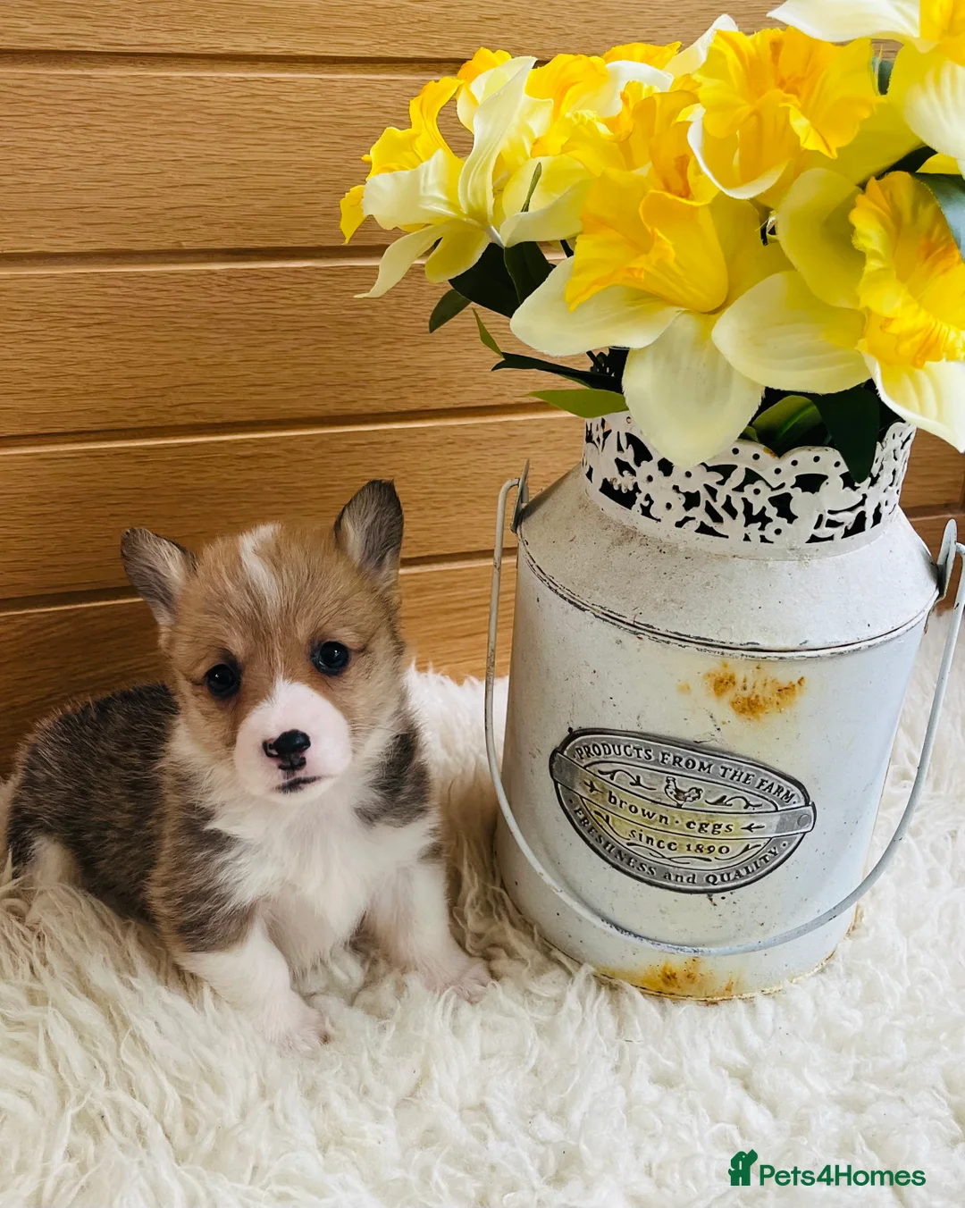 Welsh Corgi Pembroke dogs for sale: KC reg Welsh Corgi Pembroke puppies - Advert 1
