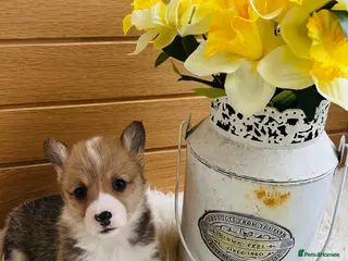 Welsh Corgi Pembroke dogs KC reg Welsh Corgi Pembroke puppies - Advert 9