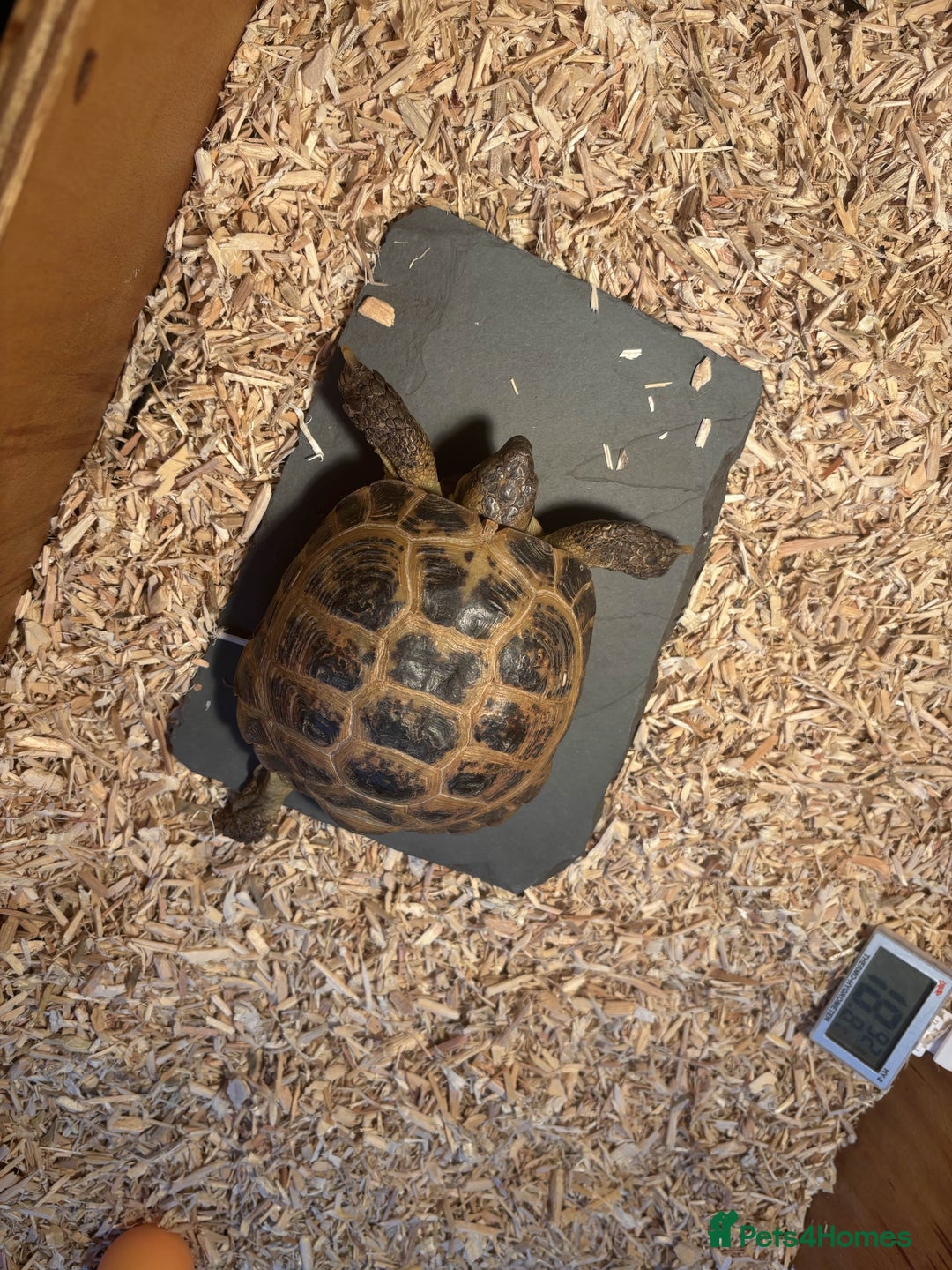 Tortoise reptiles for sale: Pedro the Horsefield Tortoise - Advert 5