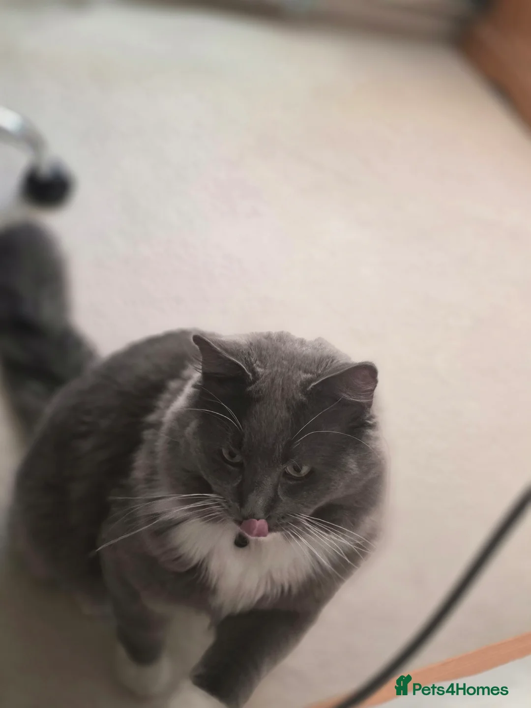 Ragdoll cats for sale: Urgent rehoming Ragdoll male 10 months  - Advert 2