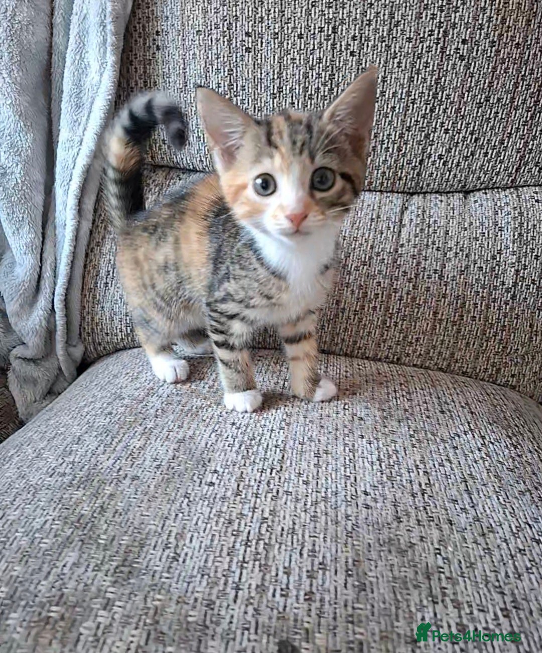Mixed Breed cats 2 female kittens  - Advert 2