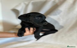 Labrador Retriever dogs for sale: Black labradors for sale⭐️⭐️⭐️ - Image 5